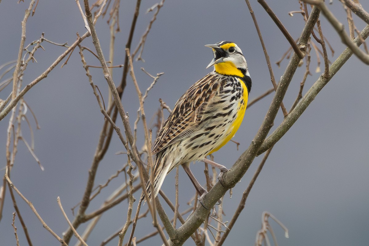 Eastern Meadowlark - ML616271086