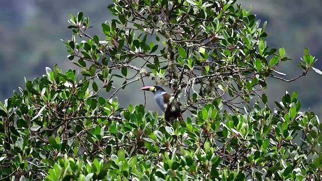 Gray-breasted Mountain-Toucan - ML616271098