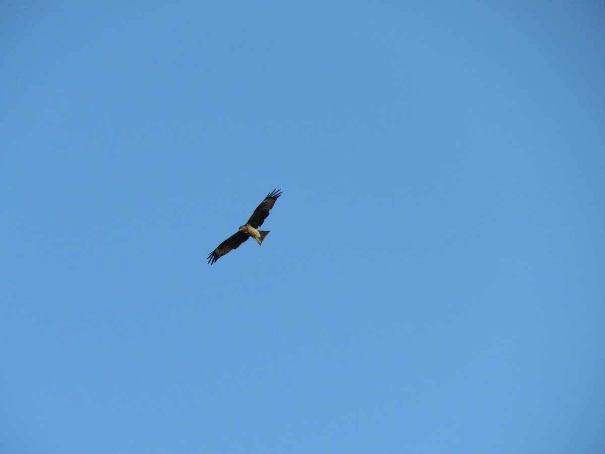 Black Kite - ML616271116