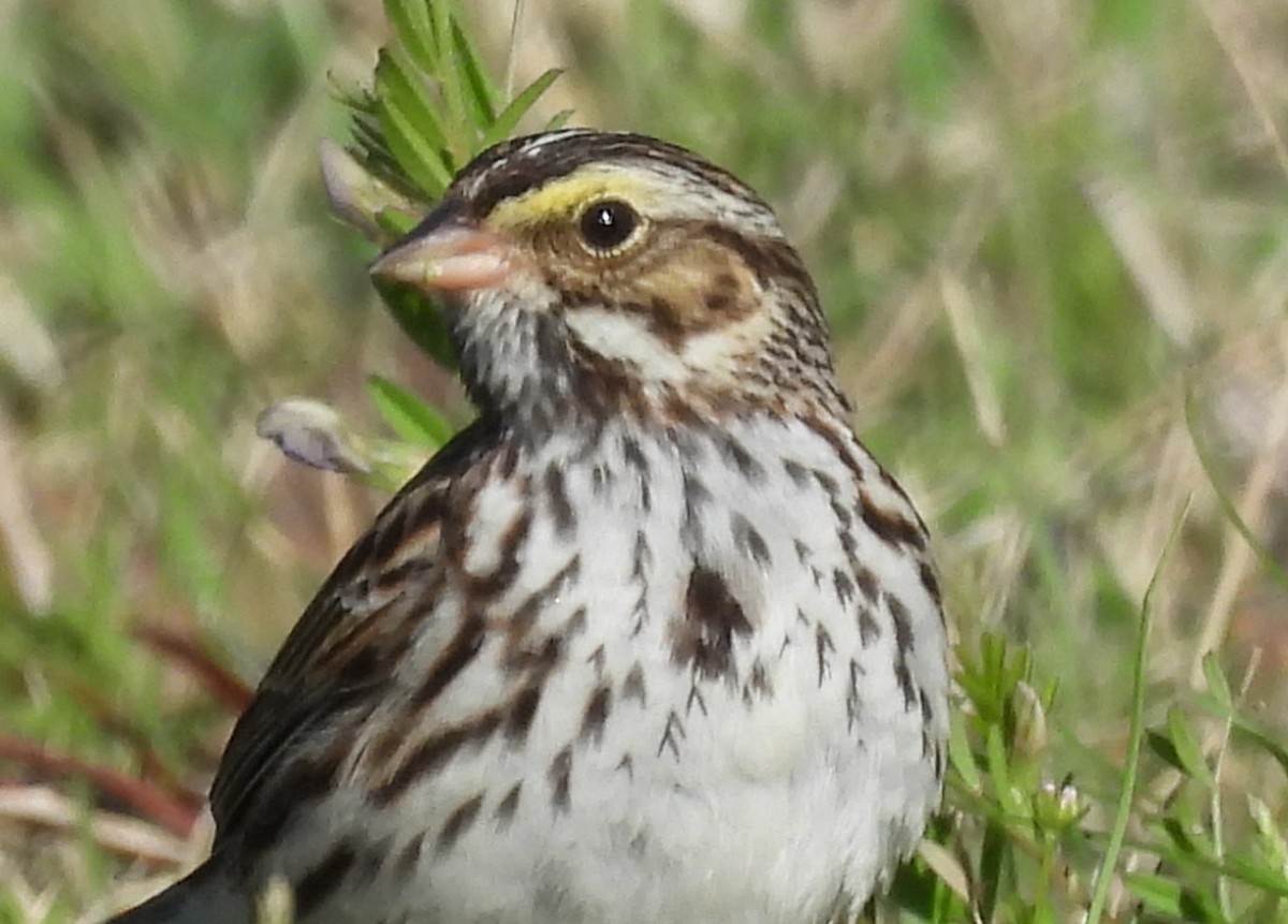 Savannah Sparrow - ML616271127