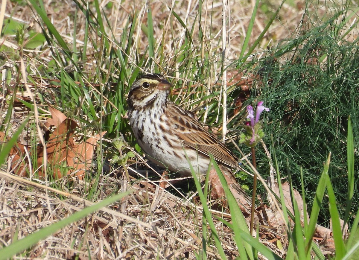 Savannah Sparrow - ML616271128