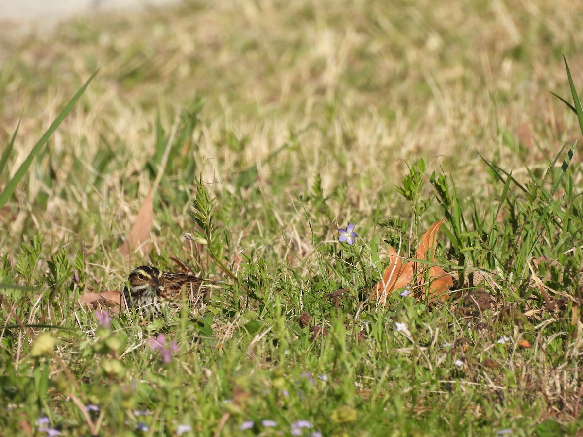 Savannah Sparrow - ML616271129