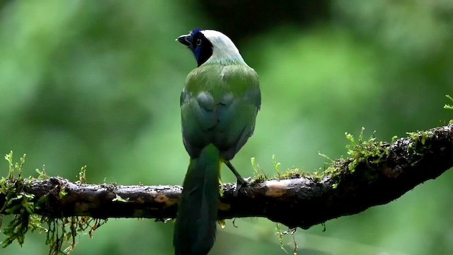 Green Jay (Inca) - ML616271130