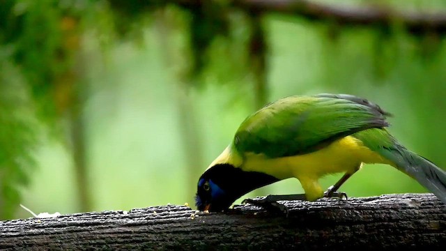 Green Jay (Inca) - ML616271141