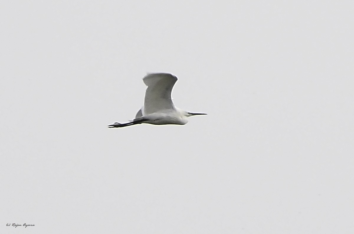 Little Egret - ML616271149