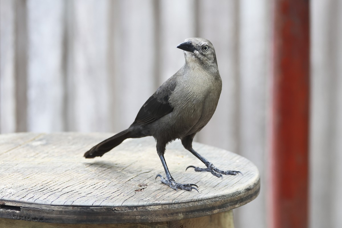 Carib Grackle - Steven Whitebread