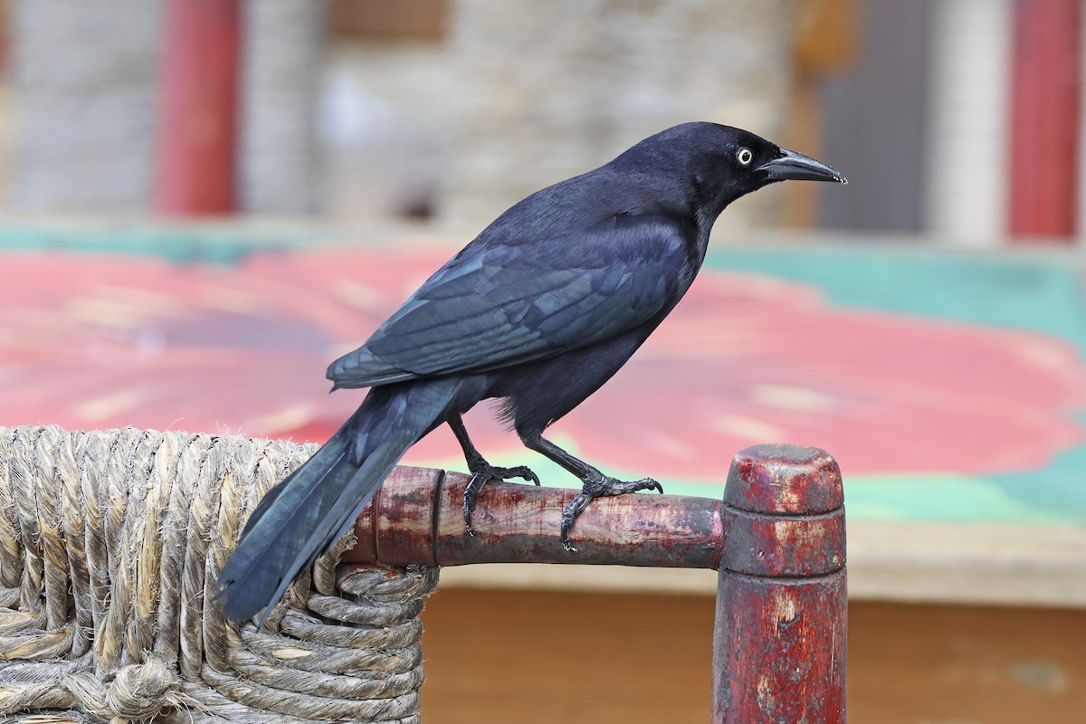 Carib Grackle - Steven Whitebread