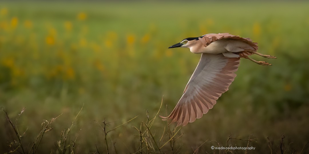 Nankeen Night Heron - Michelle Edmonds