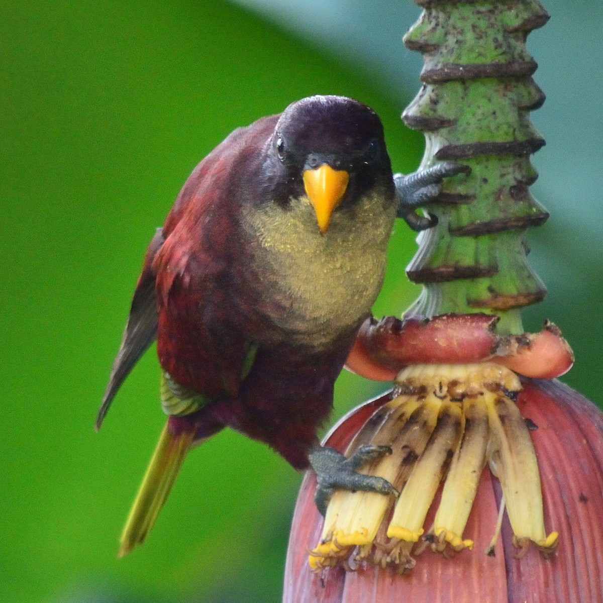 Pohnpei Lorikeet - ML616271255