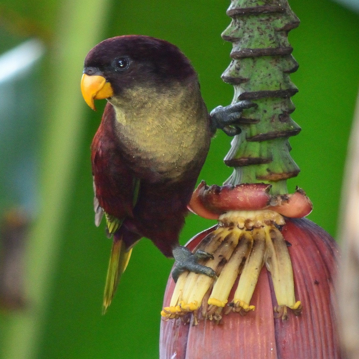 Pohnpei Loriketi - ML616271256