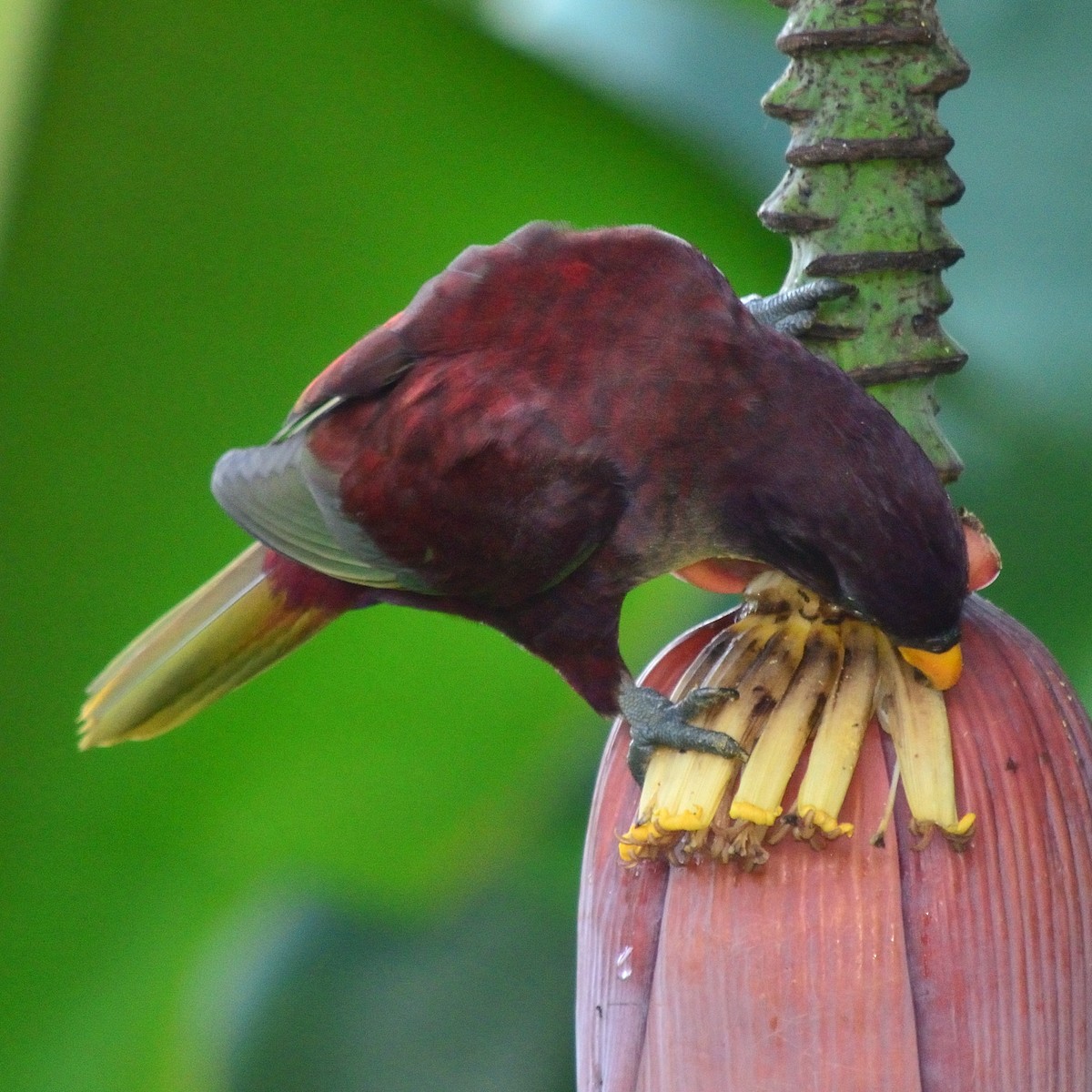 Pohnpei Loriketi - ML616271257