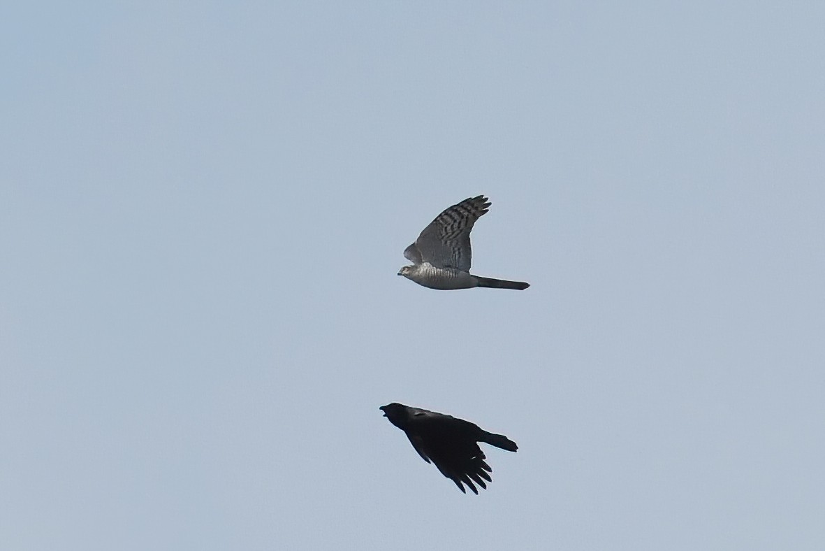 Eurasian Sparrowhawk - ML616271294