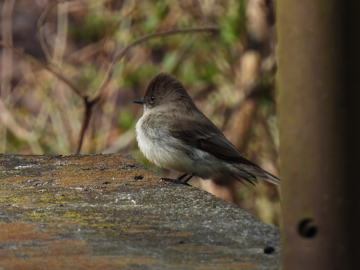 Eastern Phoebe - ML616271321