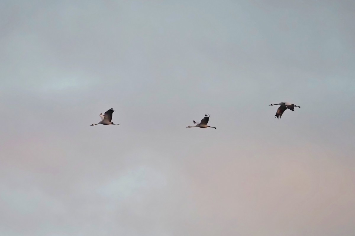 Common Crane - ML616271342