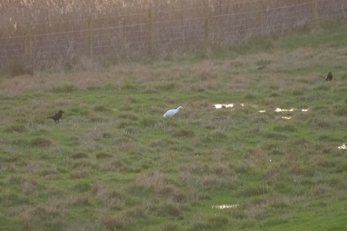 Western Cattle Egret - ML616271345