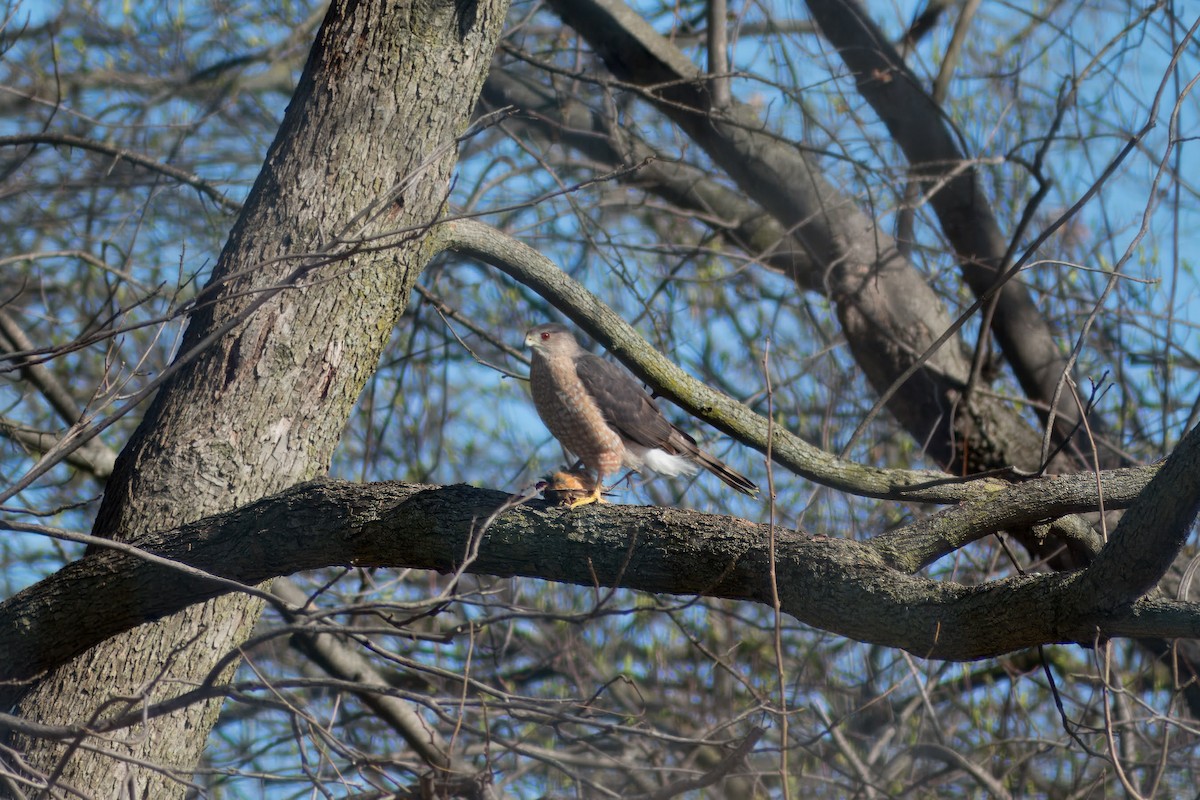 Cooper's Hawk - ML616271366