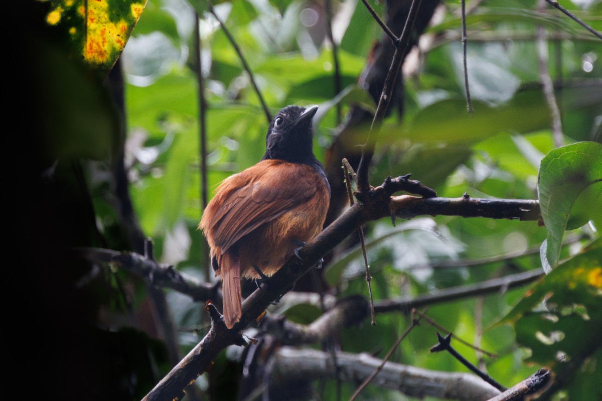 Cocha Antshrike - ML616271376