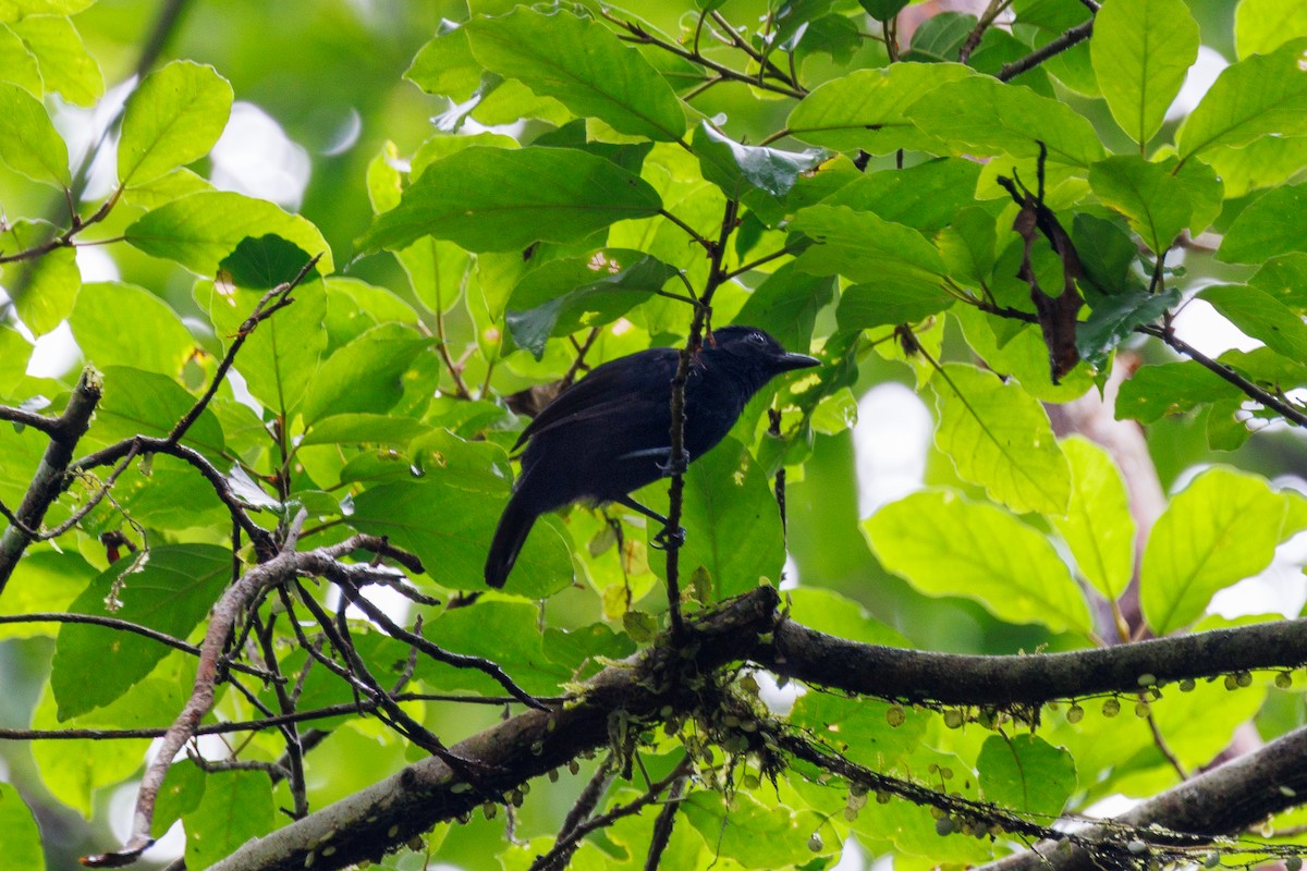 Cocha Antshrike - ML616271378