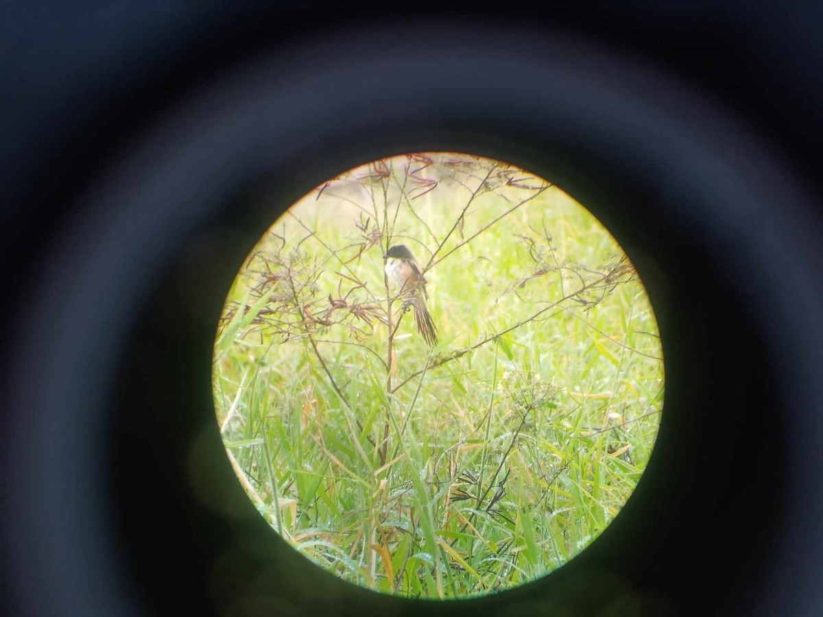 Long-tailed Shrike - ML616271379