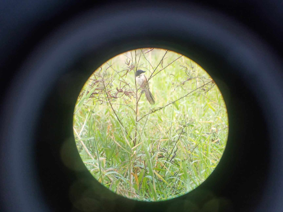 Long-tailed Shrike - ML616271384