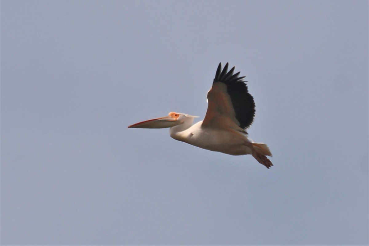 Great White Pelican - ML616271386