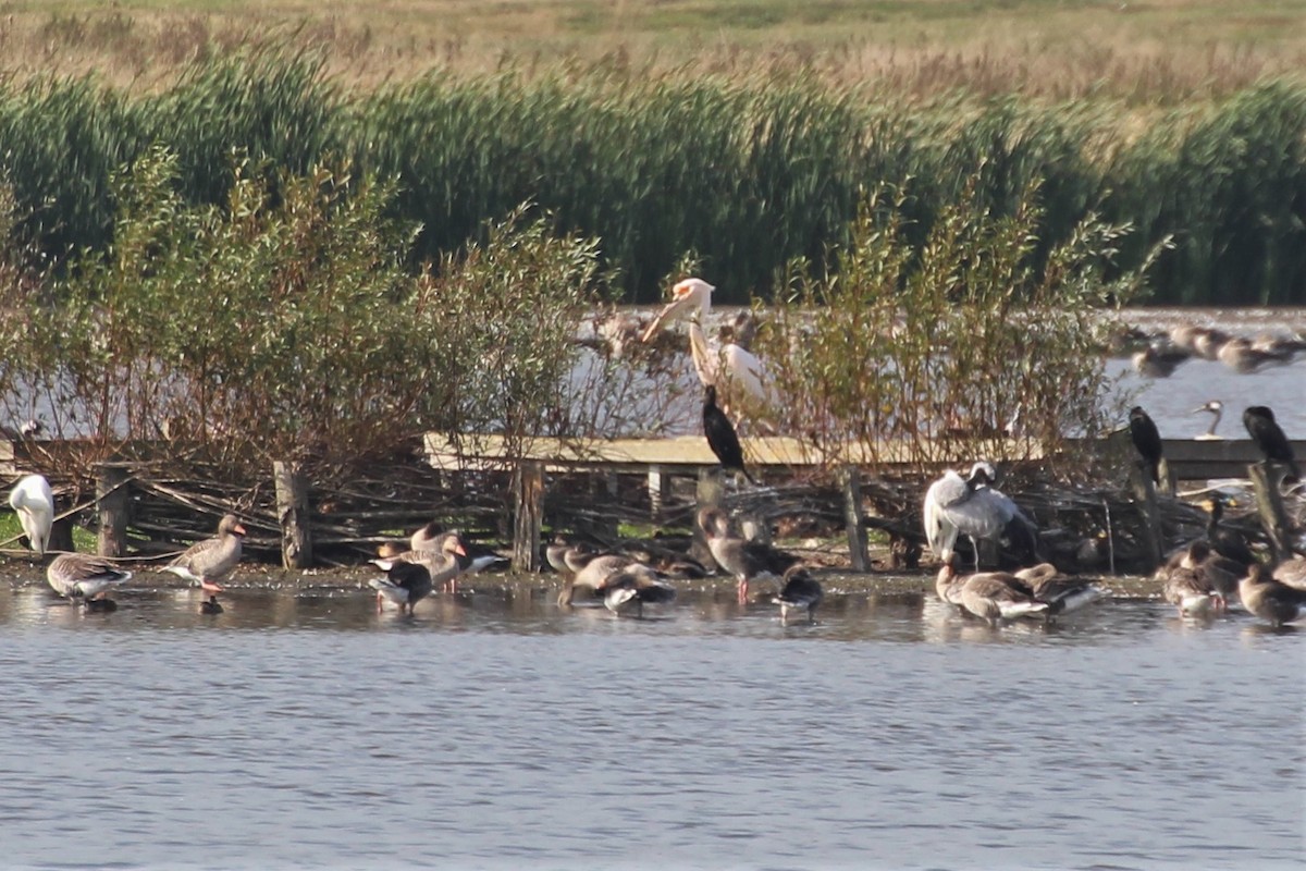 Great White Pelican - ML616271388