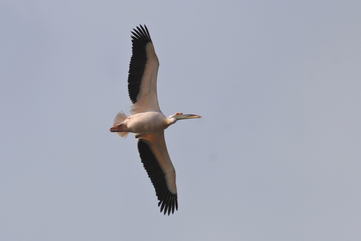 Great White Pelican - Mathieu Franzkeit