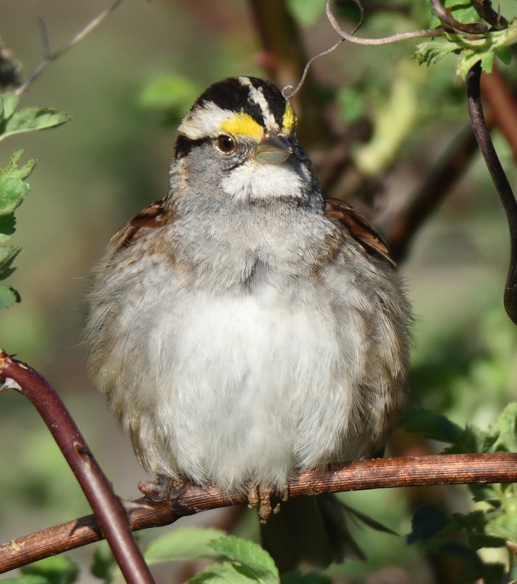 White-throated Sparrow - ML616271396
