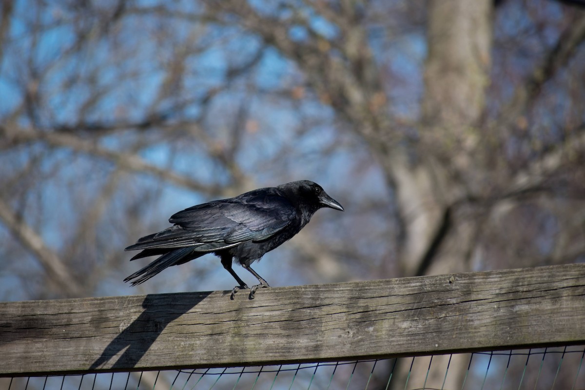 American Crow - ML616271402