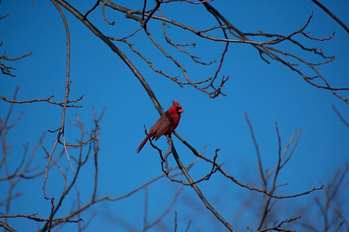 Cardinal rouge - ML616271410