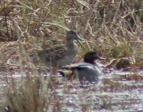 Green-winged Teal (American) - ML616271413