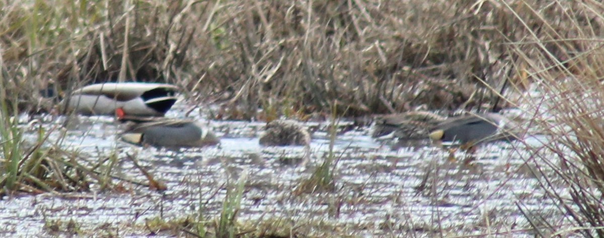 Green-winged Teal (American) - ML616271414