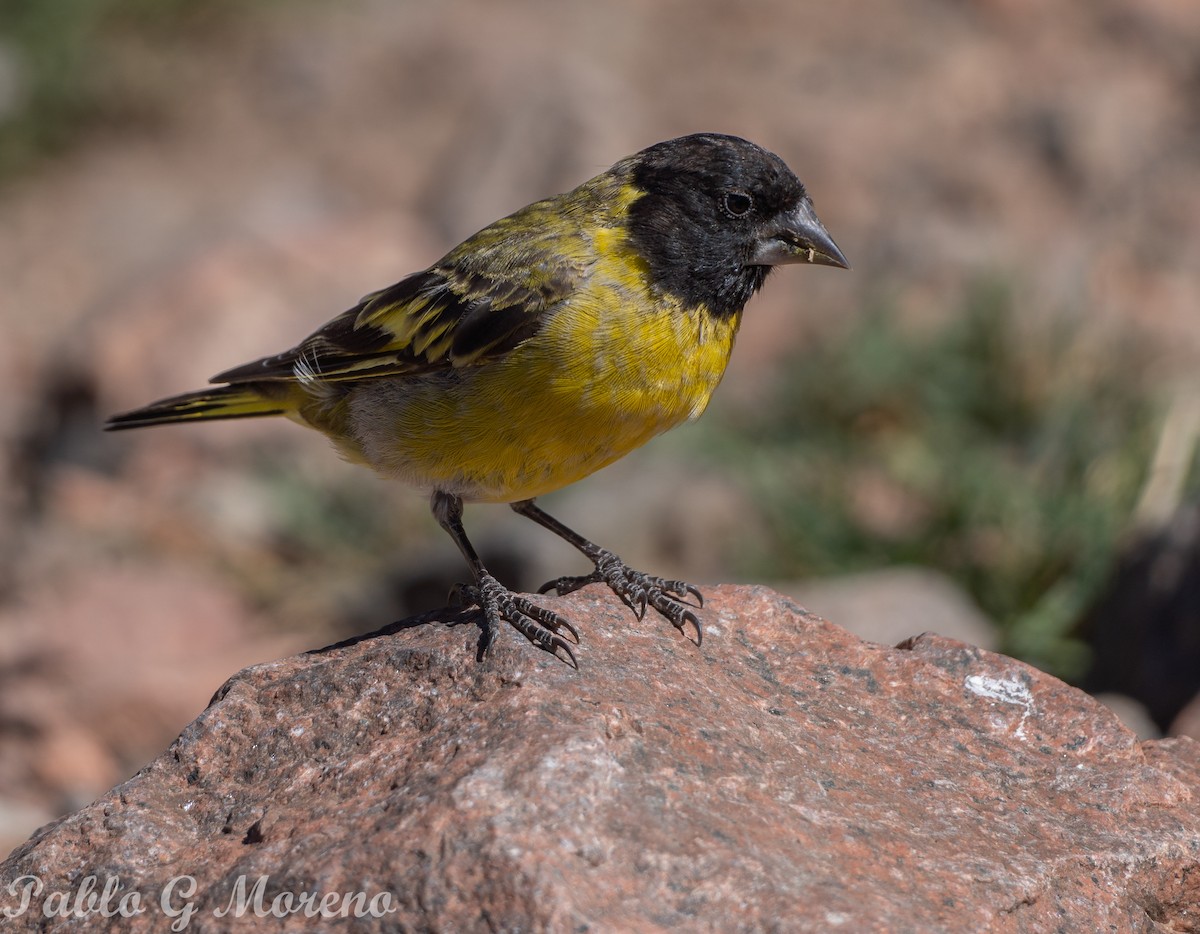 Thick-billed Siskin - ML616271435