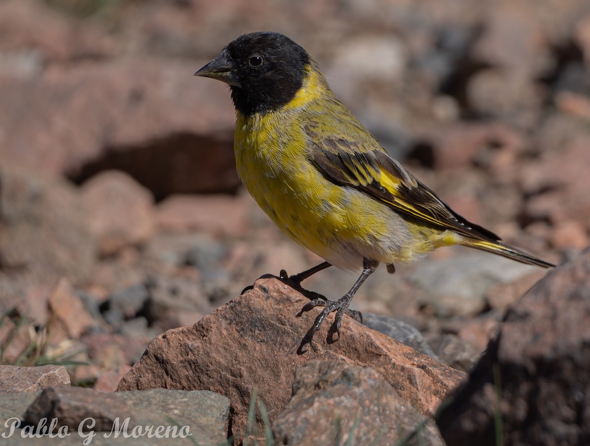 Thick-billed Siskin - ML616271436