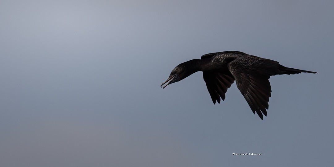 Little Black Cormorant - ML616271442