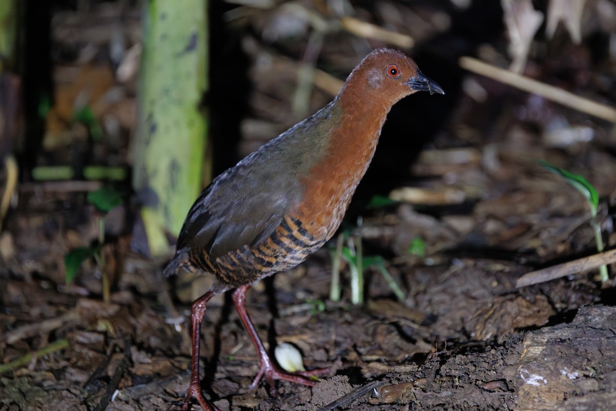 Black-banded Crake - ML616271445