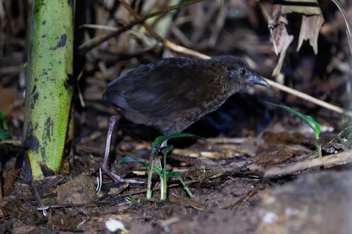 Black-banded Crake - ML616271447