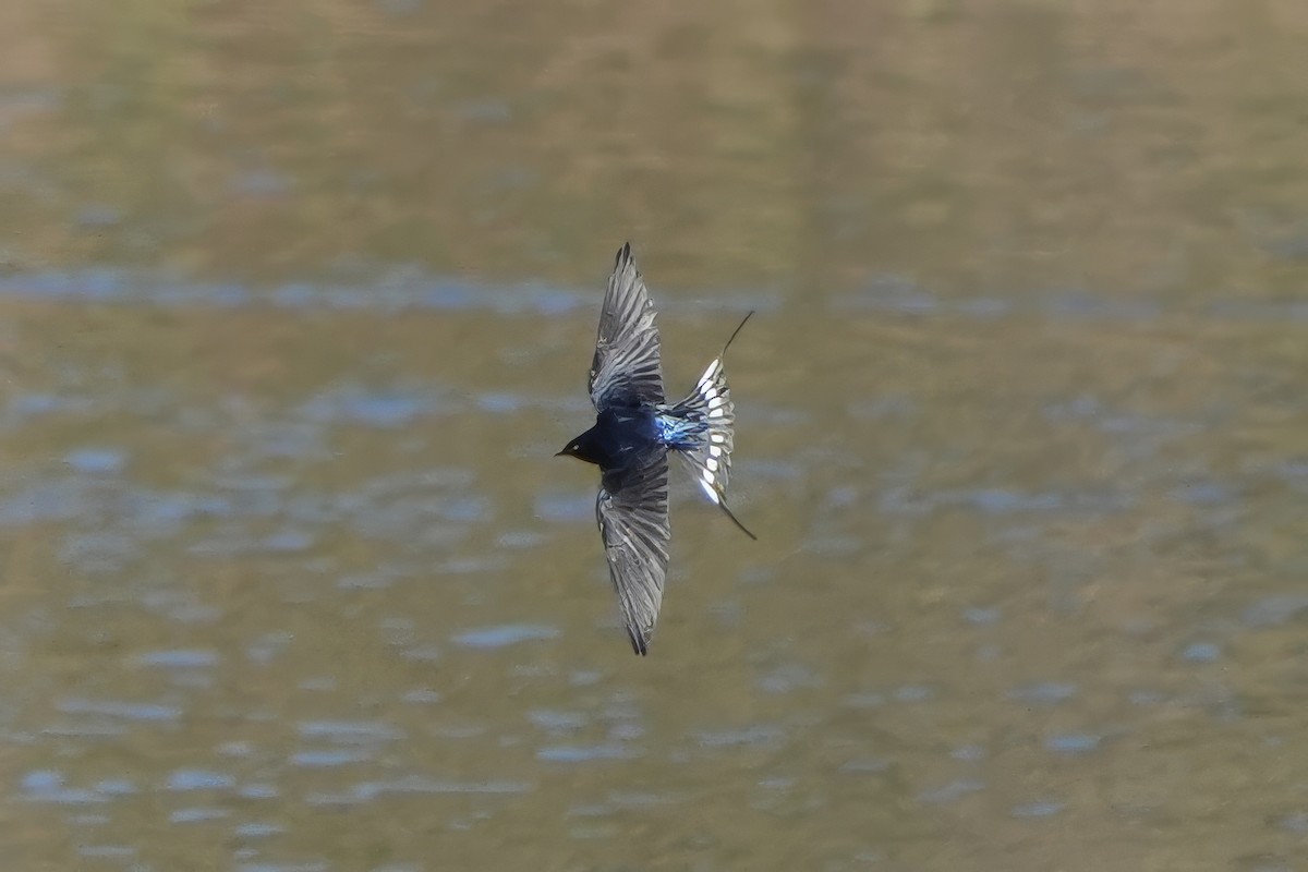 Golondrina Común - ML616271465