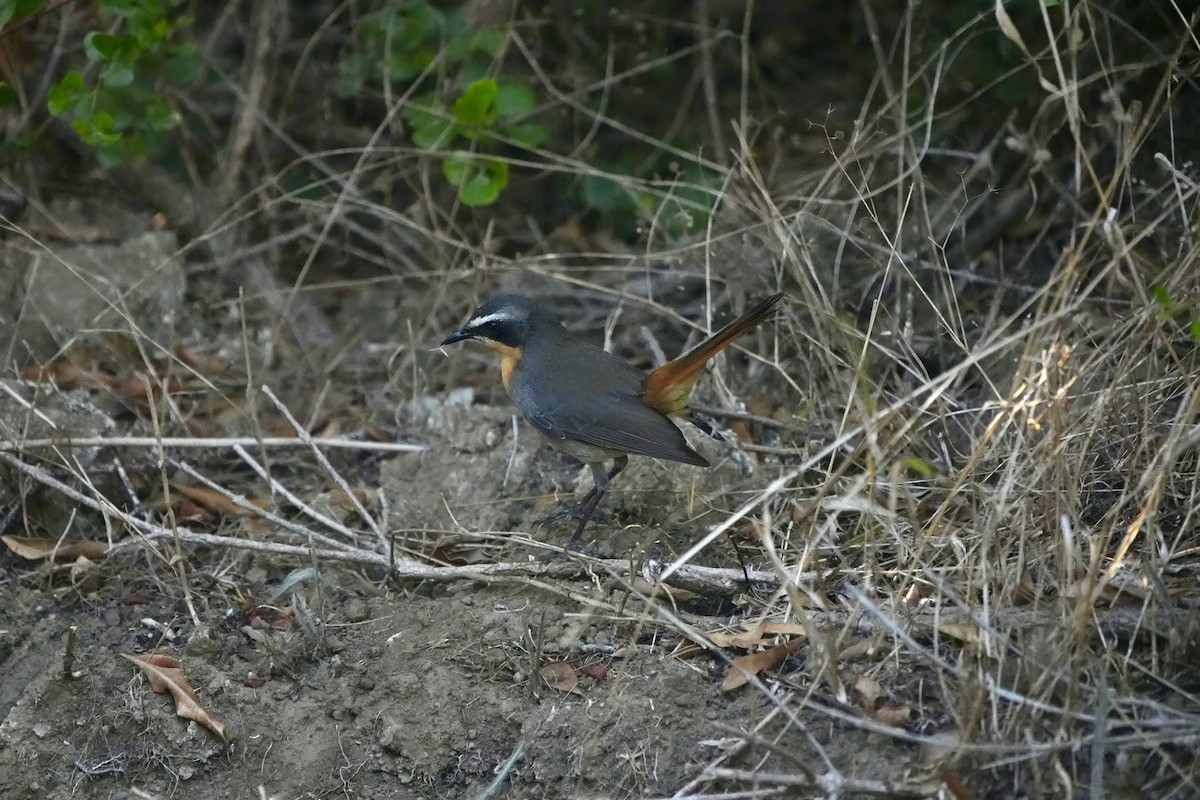 Cape Robin-Chat - Kenneth Hillan