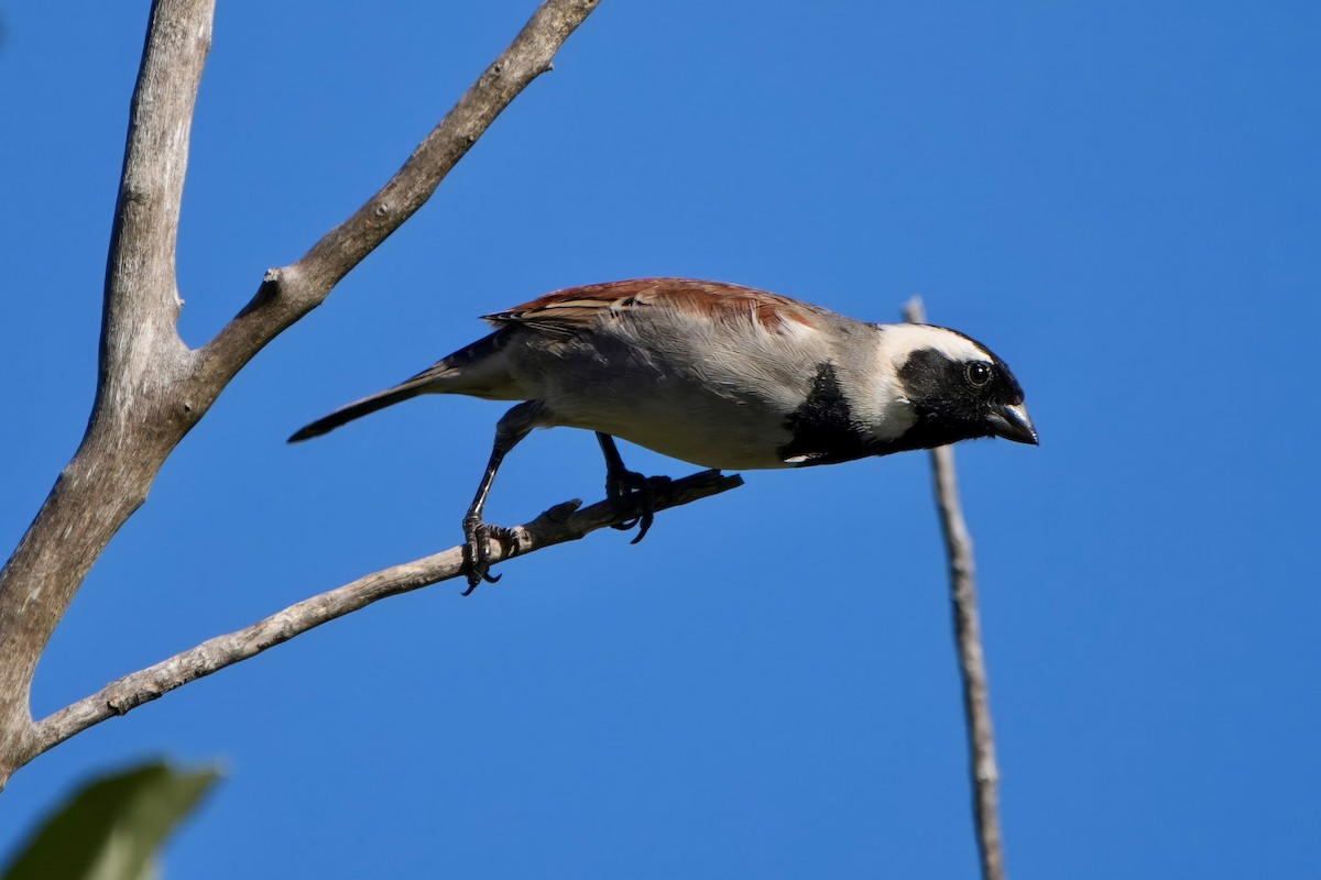 Cape Sparrow - ML616271488