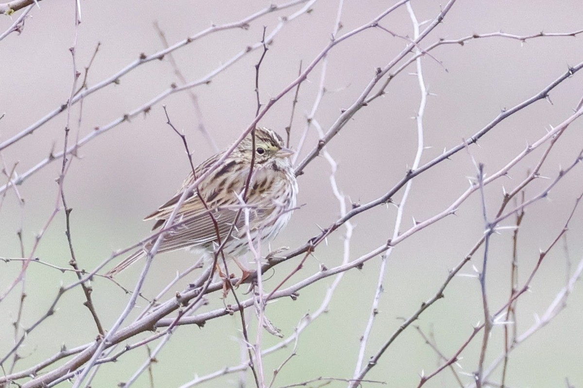 Savannah Sparrow (Savannah) - ML616271501