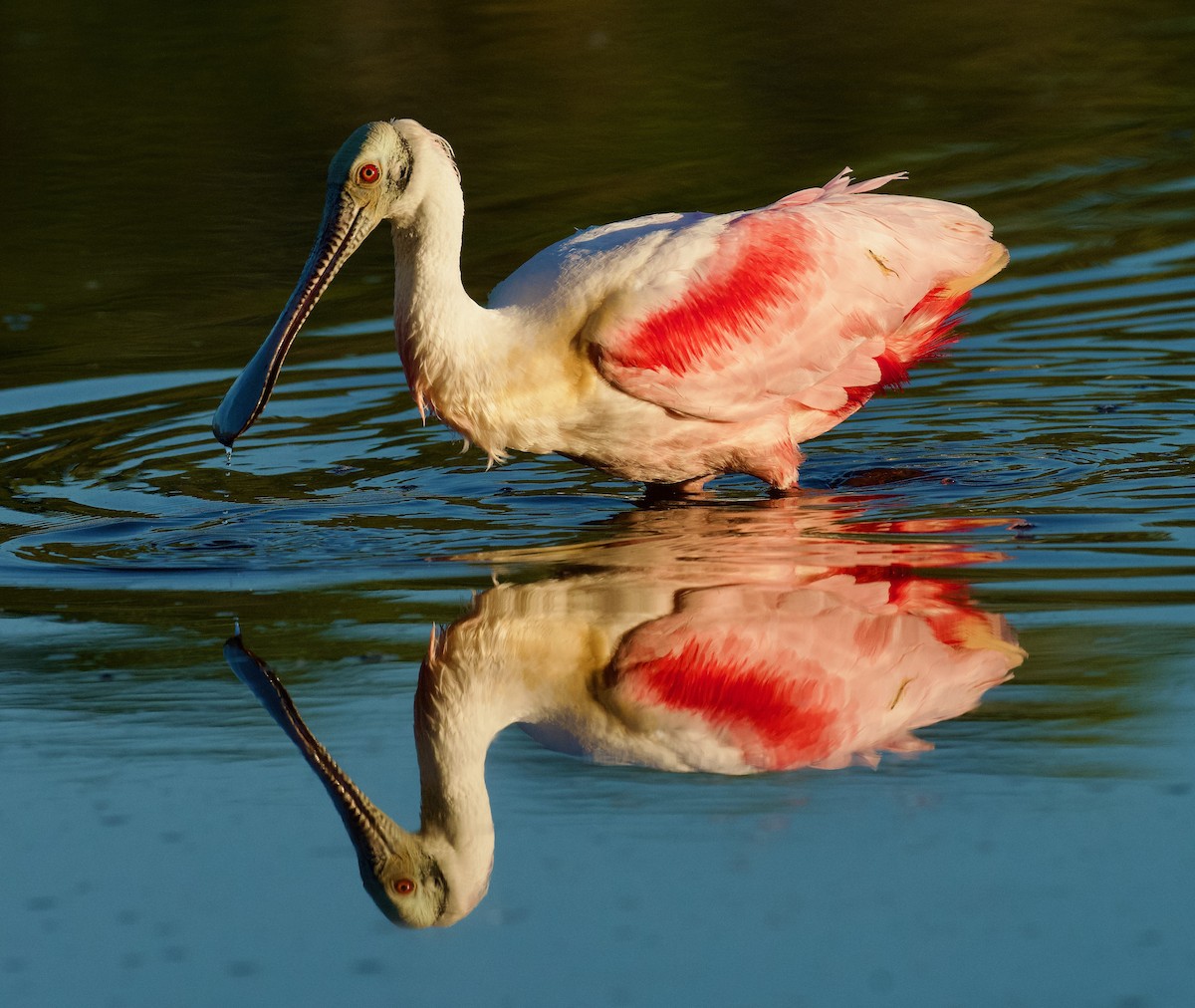 Roseate Spoonbill - ML616271521