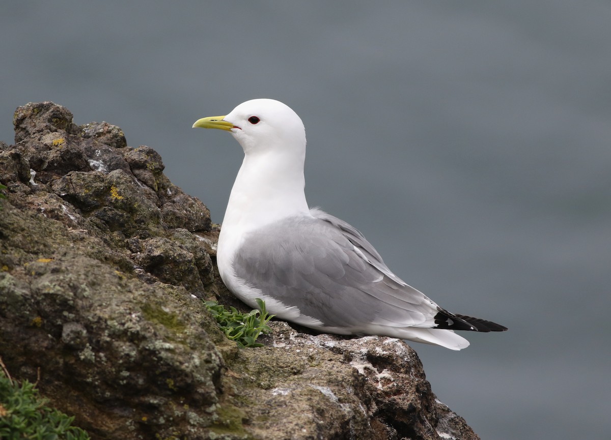 Black-legged Kittiwake - ML616271559