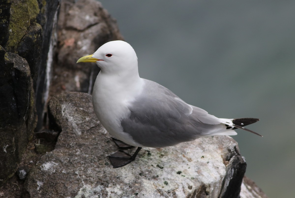 Black-legged Kittiwake - ML616271561