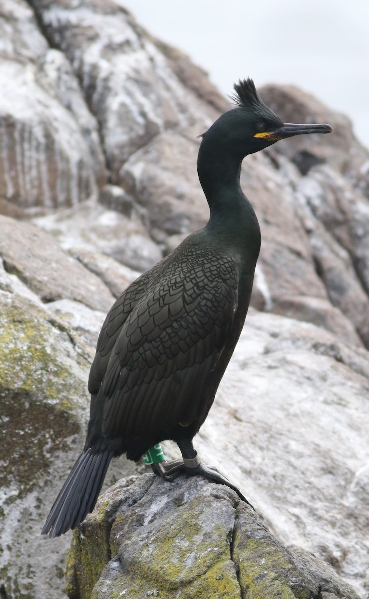 Cormorán Moñudo - ML616271572