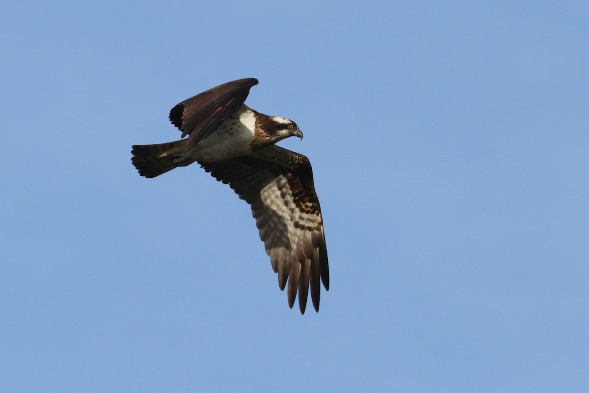 Águila Pescadora - ML616271588