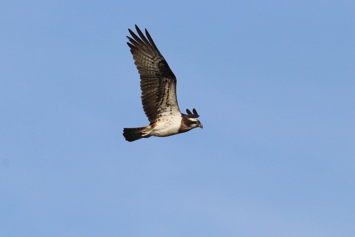 Águila Pescadora - ML616271589