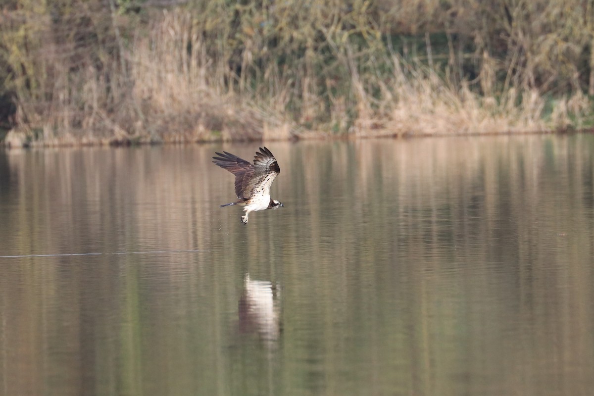 Osprey - Manuel Schwarz