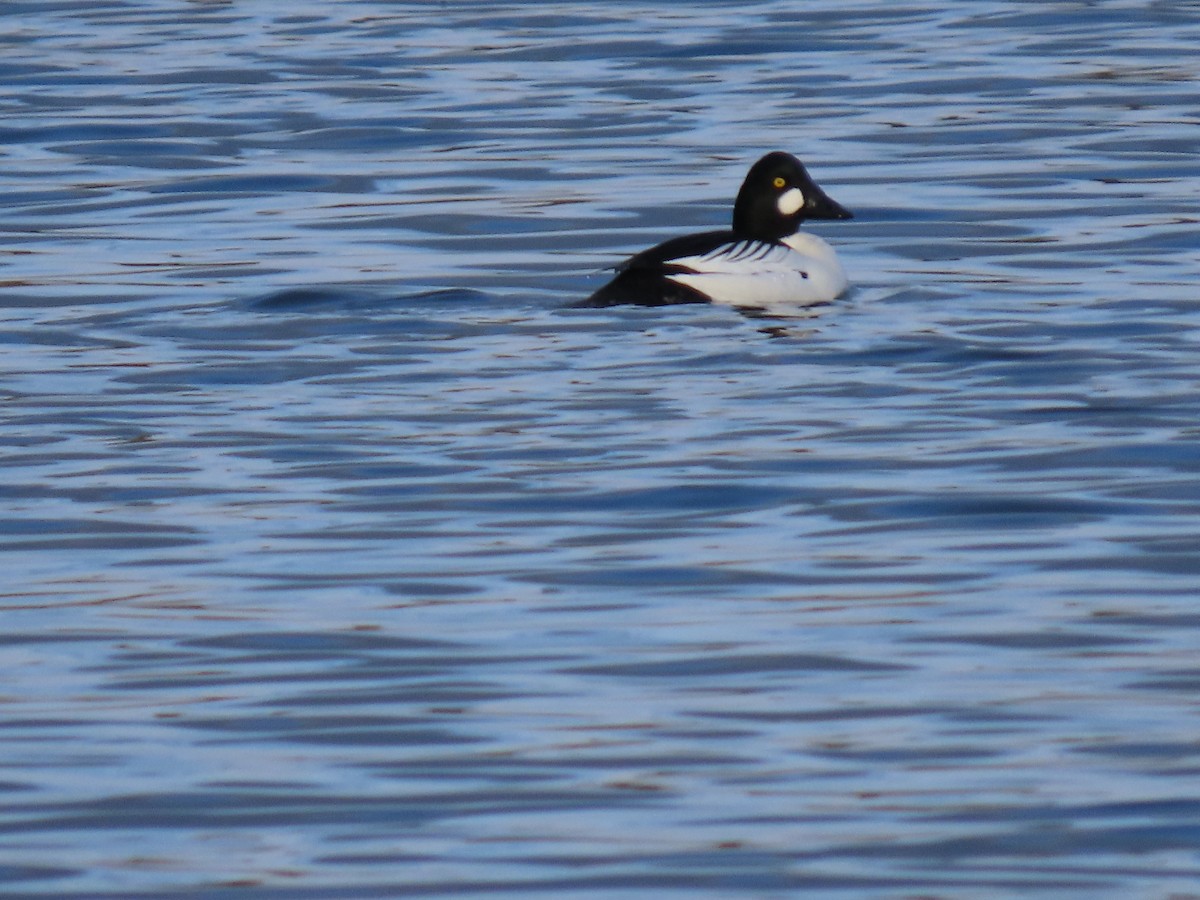 Common Goldeneye - ML616271598