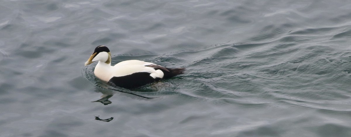 Common Eider - ML616271604